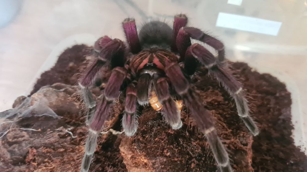 Pamphobeteus sp. Mascara samiec dorosły