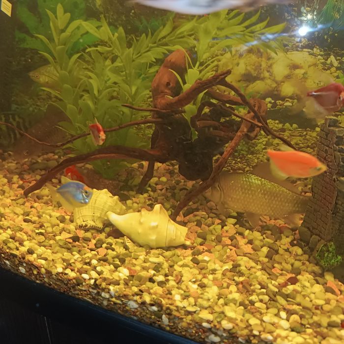 Аквариум 120 л совсем необходимым