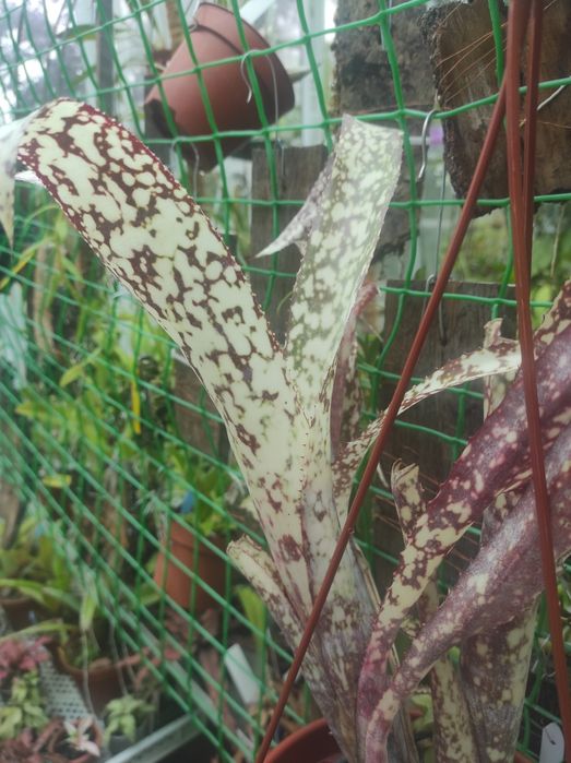 Папоротник. Pyrrosia lanceolata