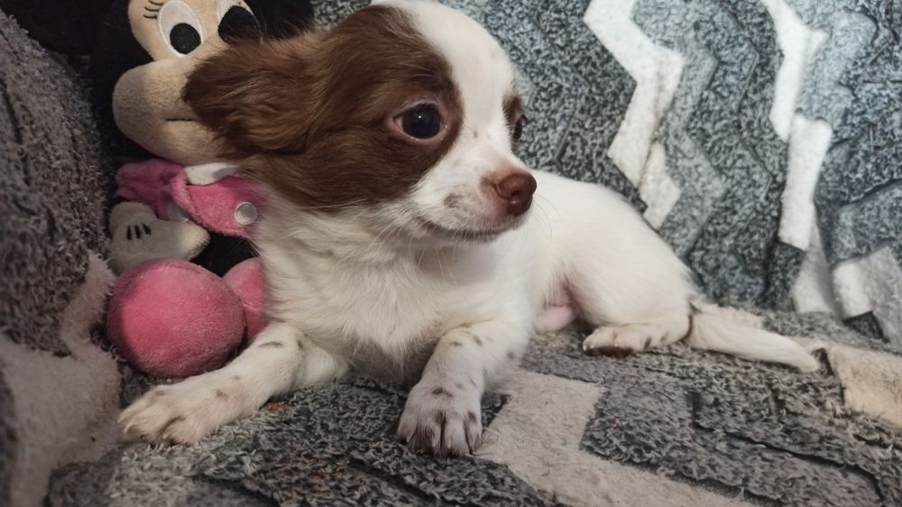 Хлопчик міні- стандарт.