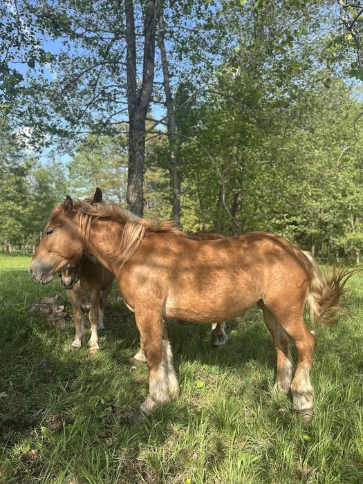 Sprzedam dwie 2 letnie klaczi i rocznego ogoierka