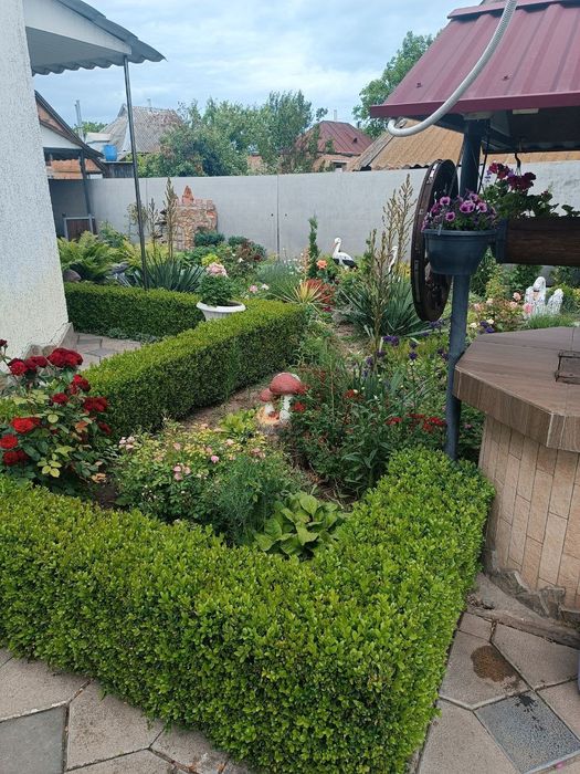 Самшит вкорінені черенки від 10грн шт