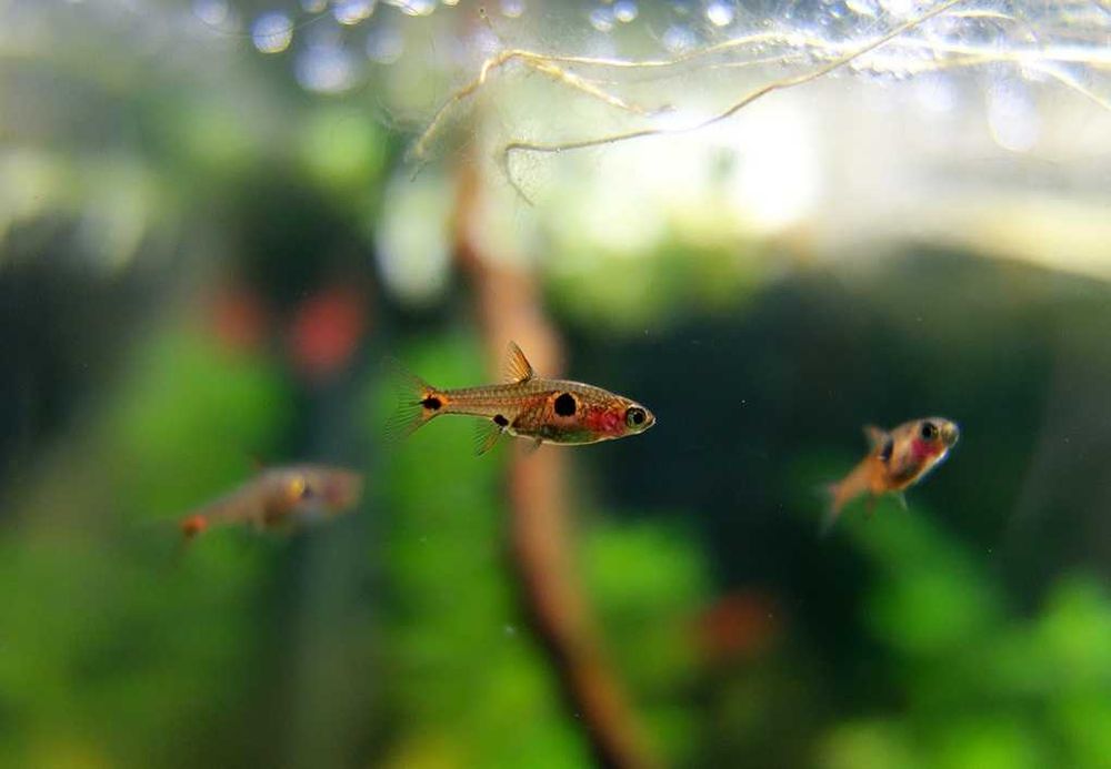 Razbora plamista Boraras Maculatus WYSYŁKA AKWAWIN