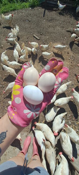 Wiejskie jajka od kur z wolnego wybiegu