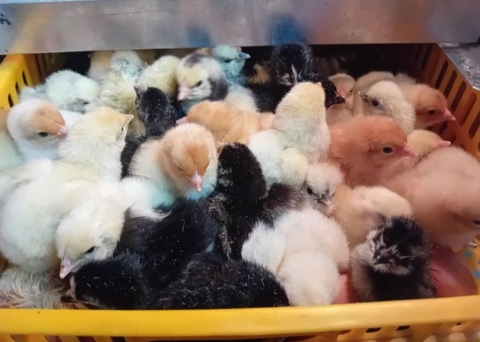 Pisklęta marans araucana silka wayendotte...