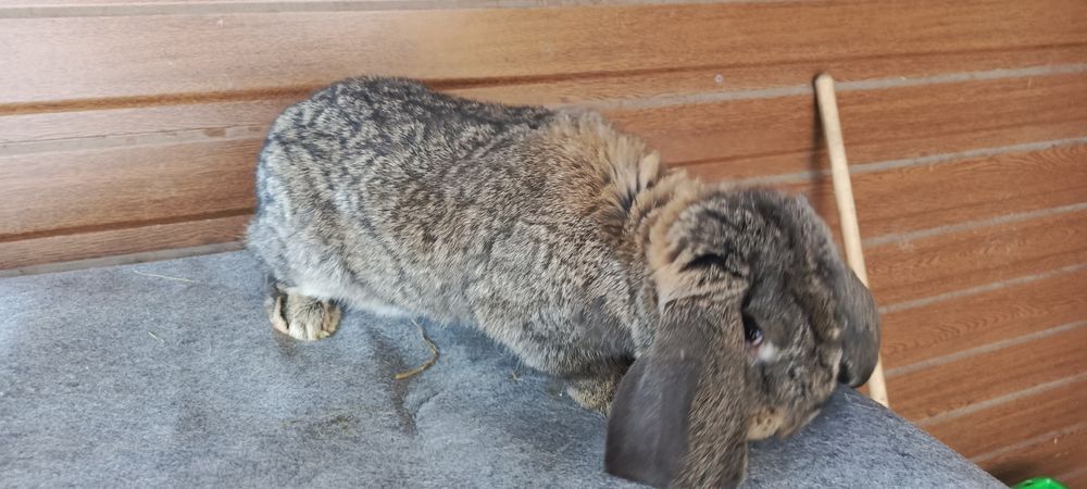 Baran francuski samiec