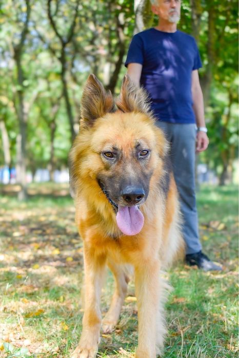 Cywil- pies w typie owczarka niemieckiego do adopcji