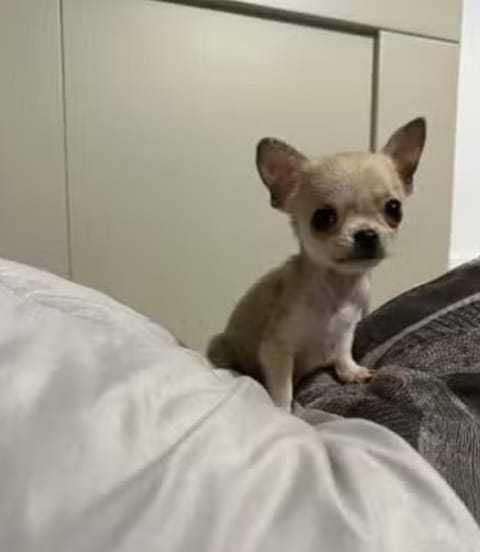 Chihuhua miniatura