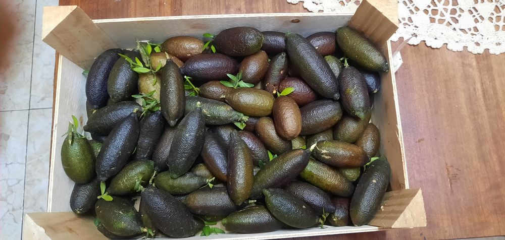 Lima caviar gourmet congelado