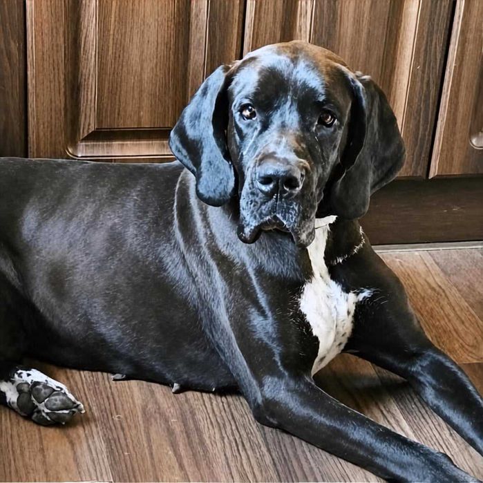 Dog niemiecki Prima 11mies suka adopcja