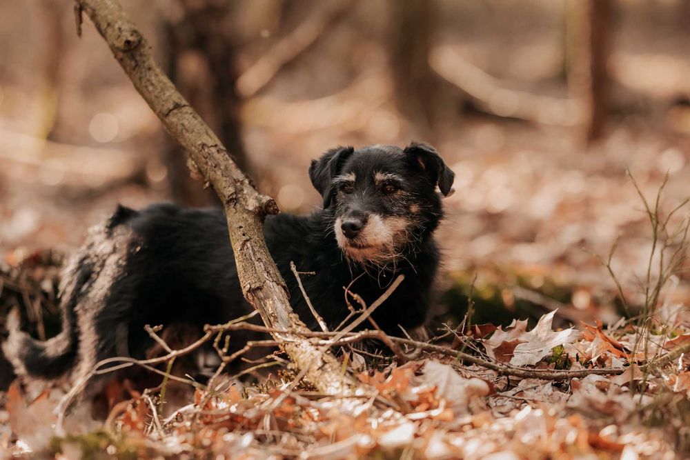 Sid nie chce umrzeć w schronisku... Pomożesz mu? Adoptujesz?