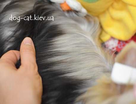 Чудесный йорки мальчик. Светленький! Киев.