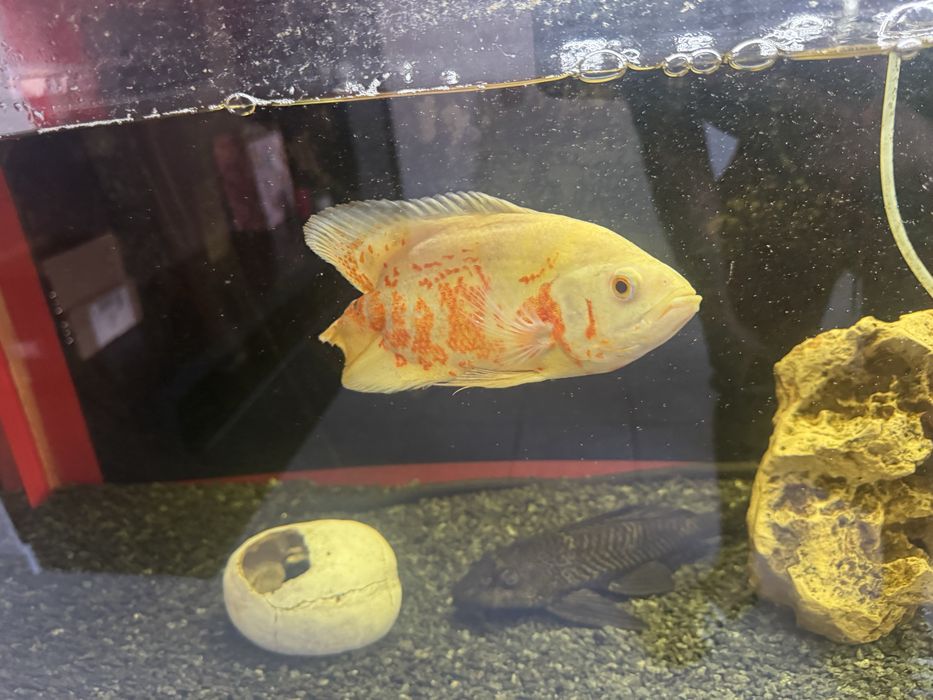 Peixe oscar 16cm e pleco 20cm