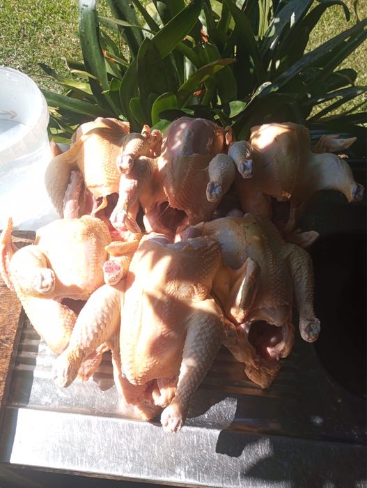 Frangos cazeiros criados ao ar livre