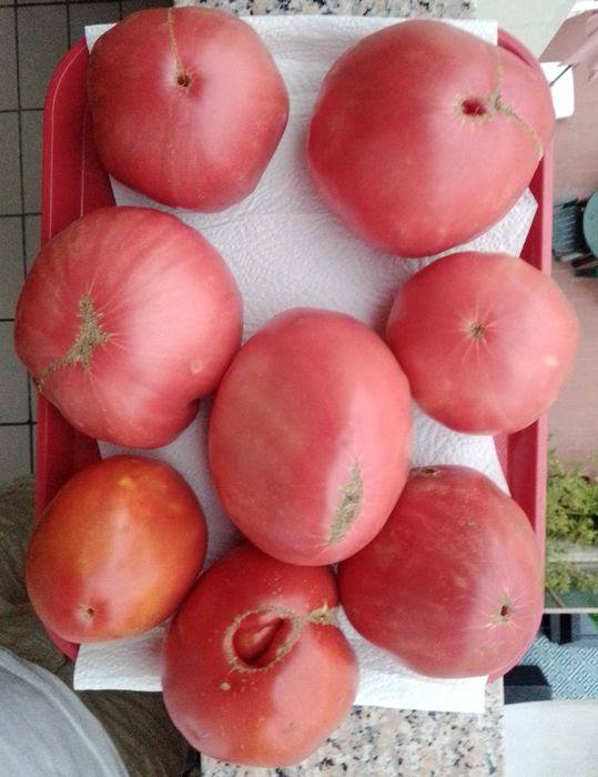 Tomate Coração de Boi e Cherry - Biológico