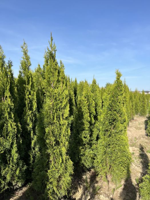 Tuje szmaragd Wojnicz