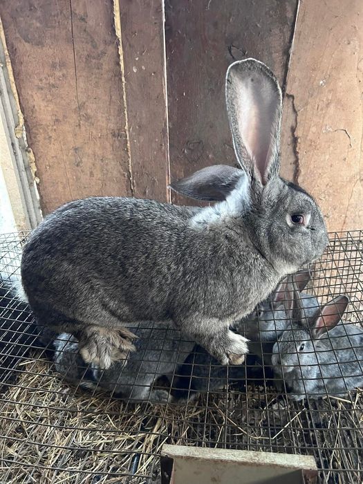 Кролики хорошої лінії