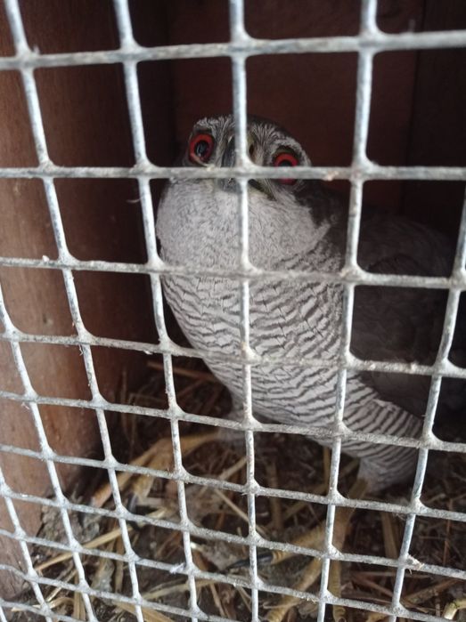 Продам яструб великий