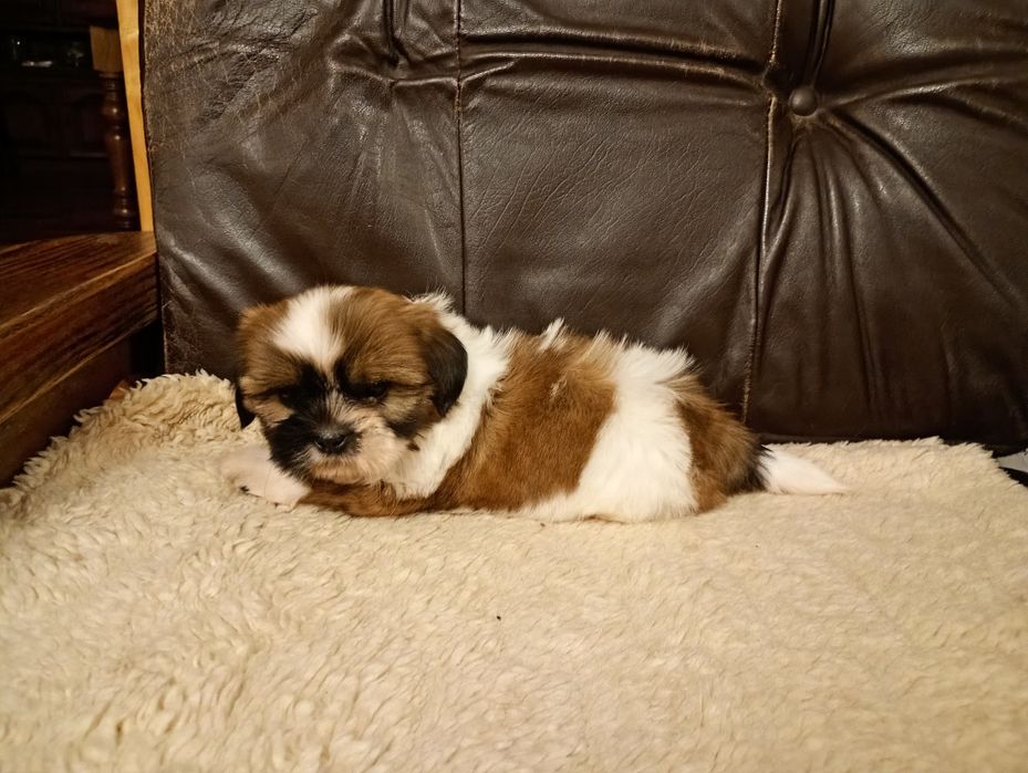 Shih tzu suczka z rodowodem
