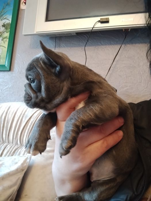 Голуба дівчинка французького бульдога