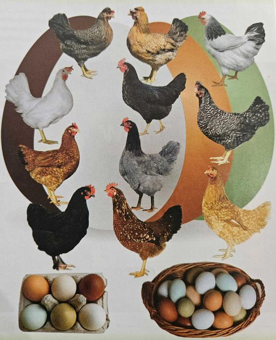 Kury nioski Rosa  z dowozem gratis