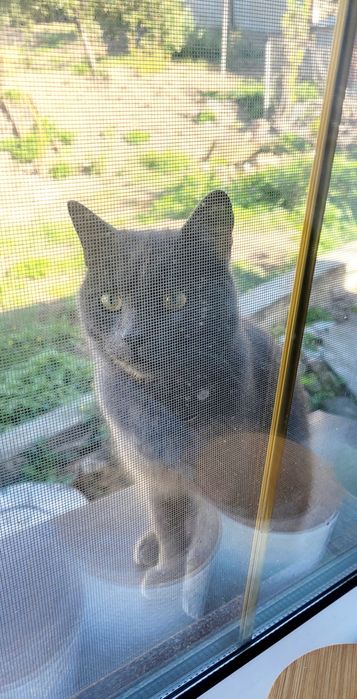 віддам кота в добрі руки