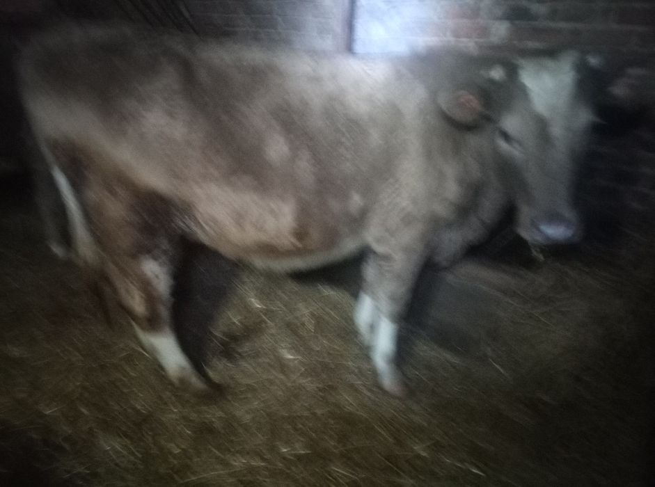 Теплиця на тримання