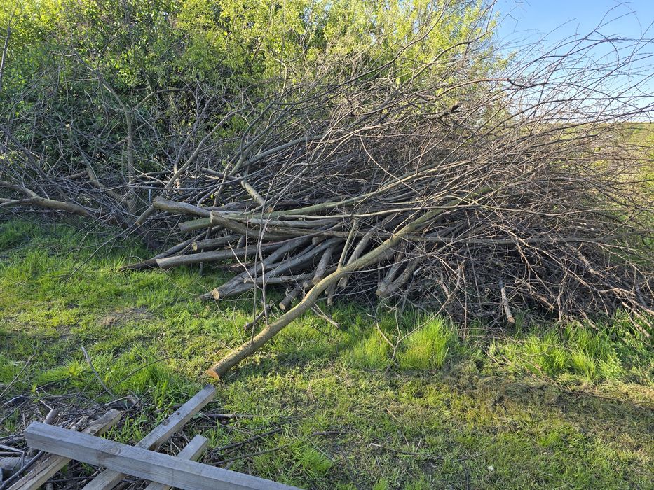 Oddam dużą ilość drzewa,dodatkowo wióry drzewne...