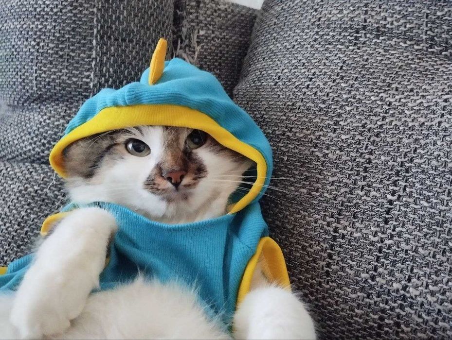 костюм динозавра на котика\малу собачку