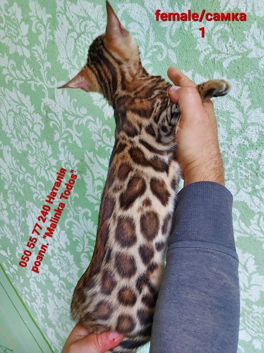 Перша дівчинка з Виводка. Яскрава, Клубна