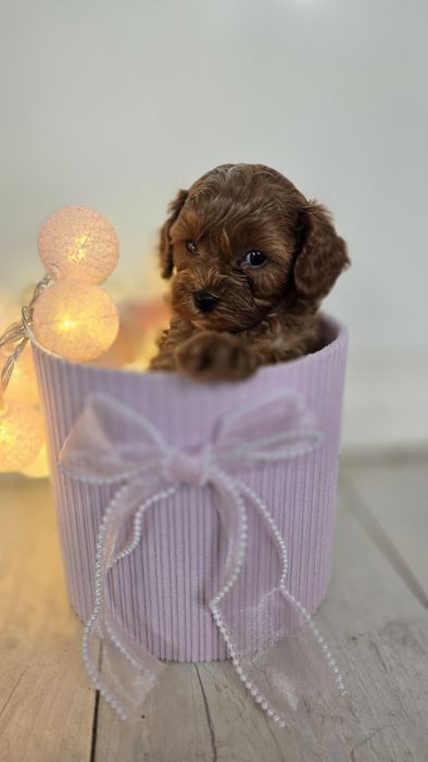 Cavapoo/ chłopczyk/ REZERWACJA