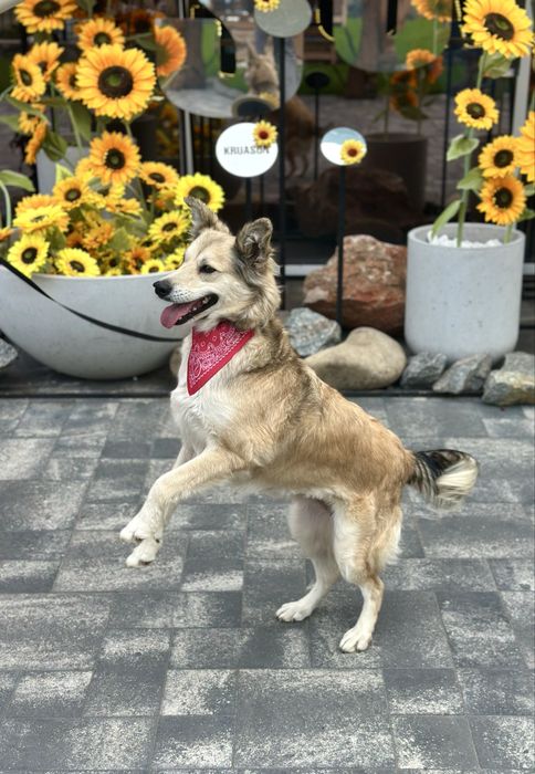 Собачка дівчинка шукає дім