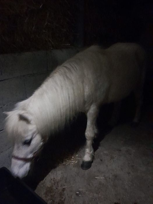 Pônei manso castrado