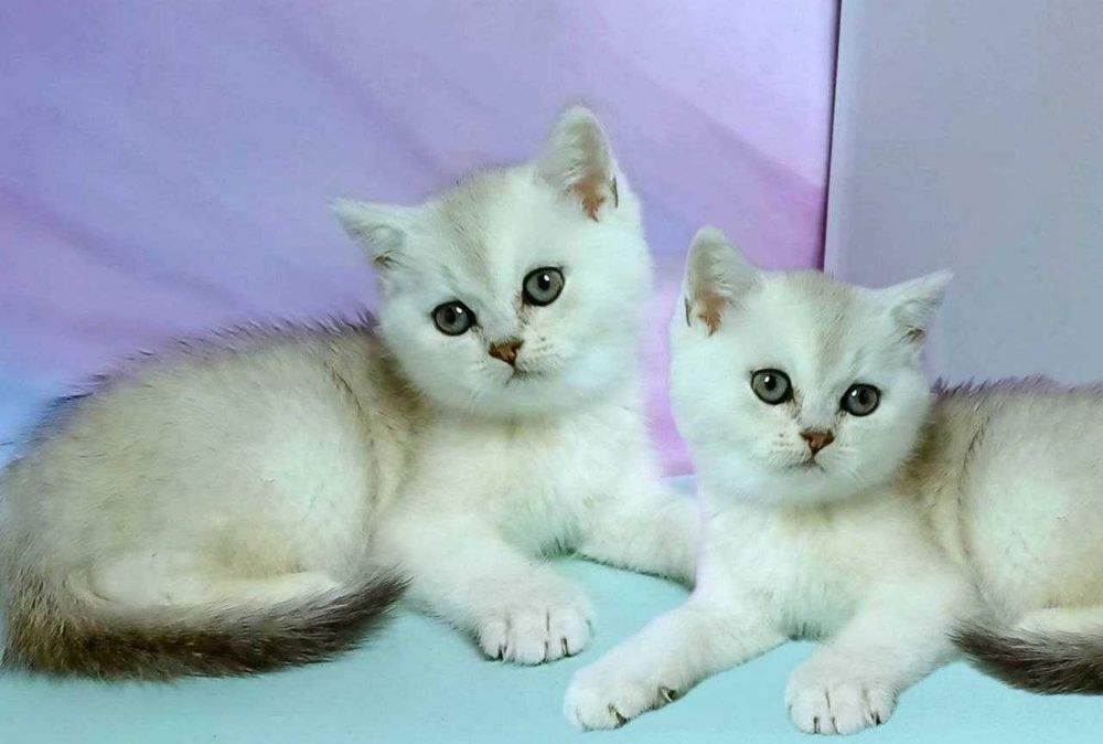 Шотландські чистокровні елітні кошенята, Scottish Straight