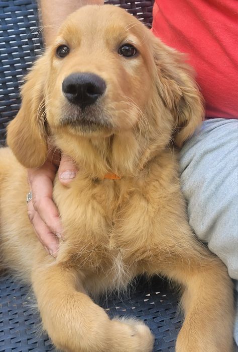 Szczeniak Golden retriever już do odbioru