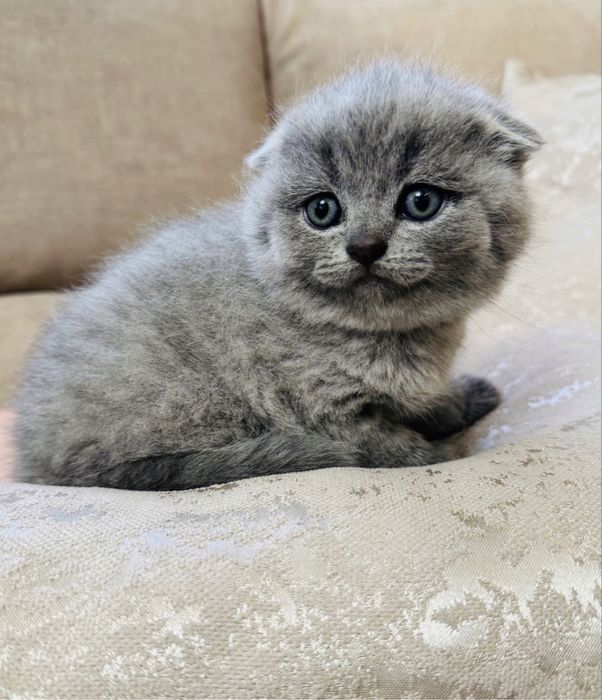 Шотландські кошенята , висловухі котики