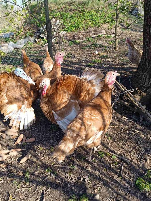 Продам Яйця, індики.