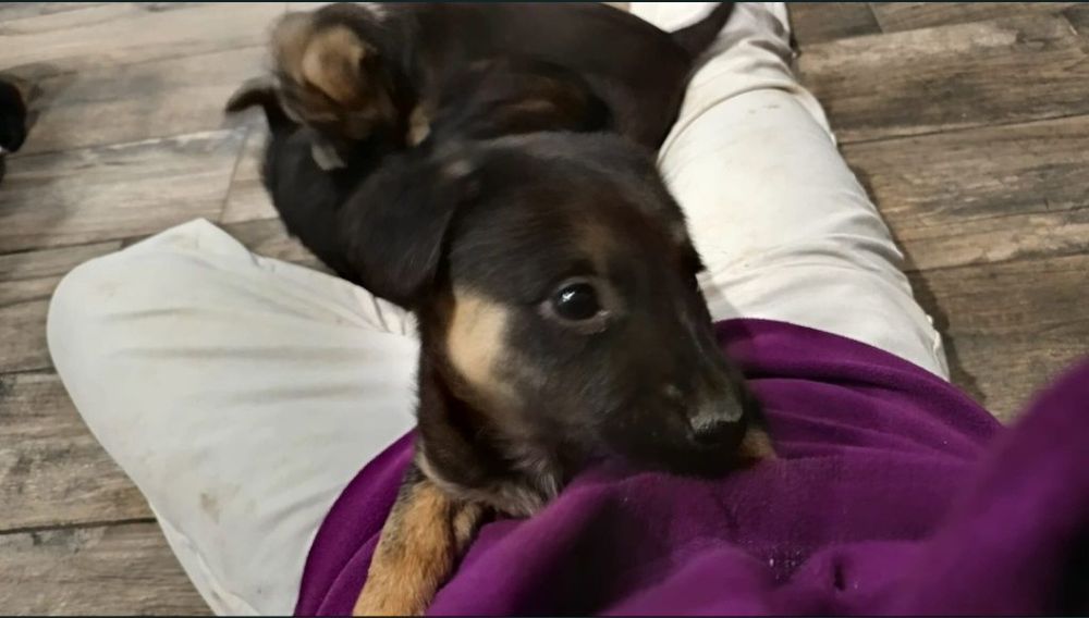 Oddam 2 pieski za darmo