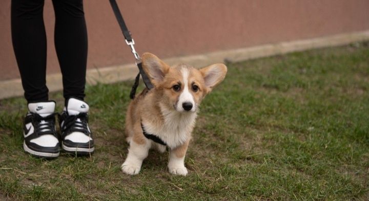 Дівчинка коргі пемброк