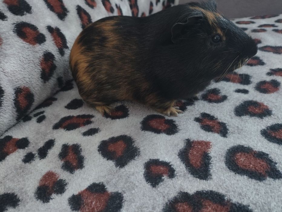 Морська свинка 1 рік