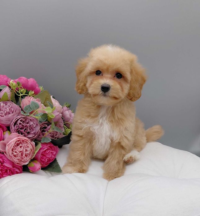 Карамельна дівчинка Мальтіпу ф1. 2міс