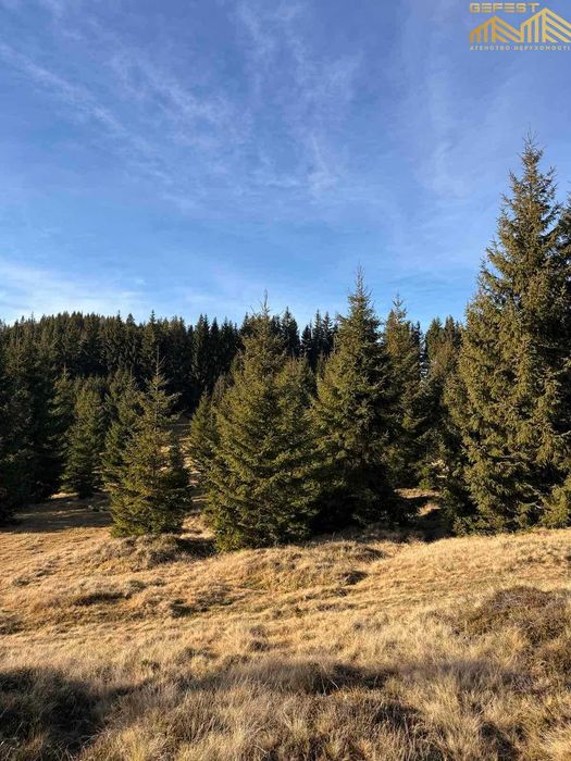 Верховина. Верховинський район. Земельна ділянка в Карпатах