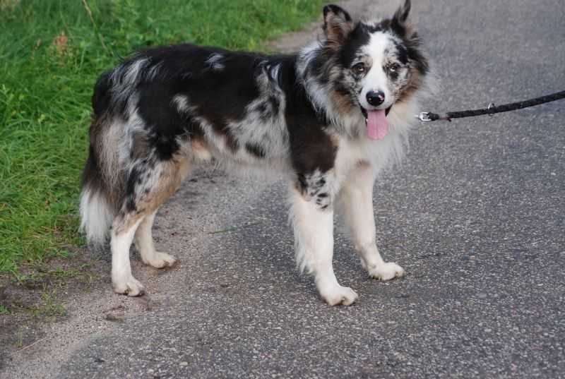 Piese Border Collie czarno-biały
