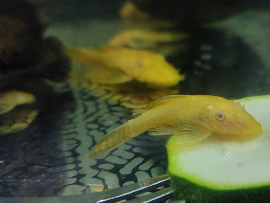 Ancistrus sp. Gold Albinos Juvenis (3-4cm)