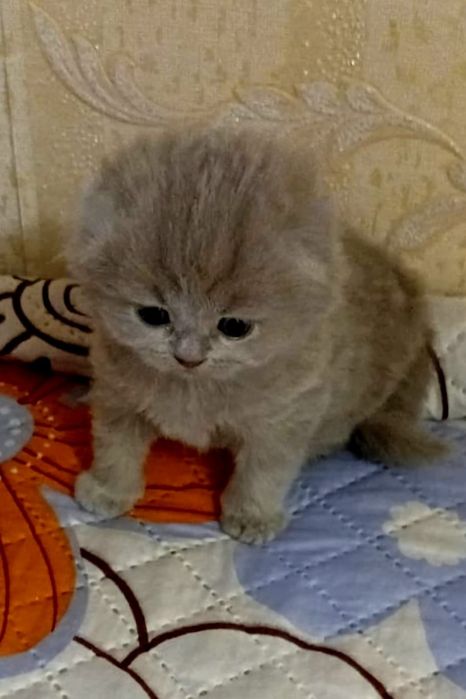 Шотландские котята