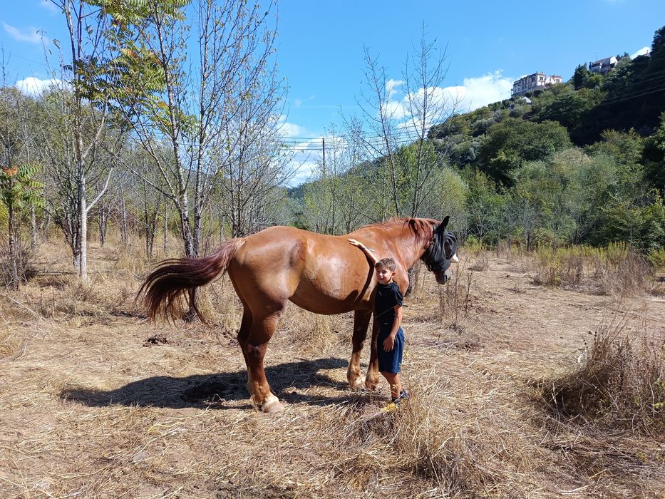 Vendo égua Breton