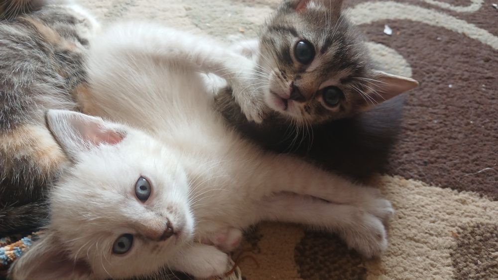 Віддам котят в добрі руки