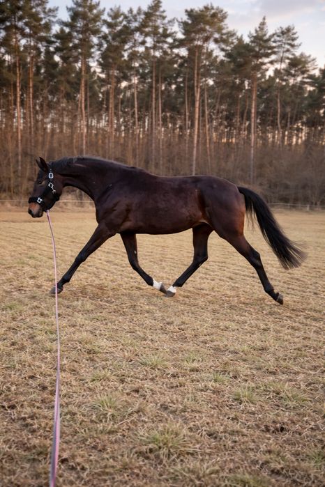 3letnia klacz Polski Koń Sportowy