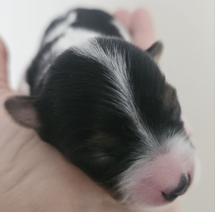 Biewer Yorkshire Terrier suczka