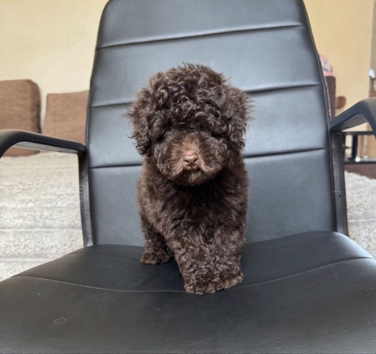 Девочка той пудель